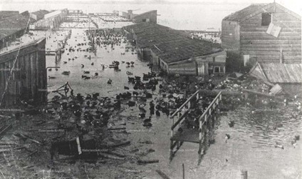 <p>Op deze foto is te zien hoe door de watersnood van 1916 de eenden aan het Noordeinde uit hun hokken werden 'bevrijd'. Ongeveer de helft van de 100.000 Volendamse eenden kwamen vervolgens na de ramp van de honger om. (Waterlands Archief)</p>
